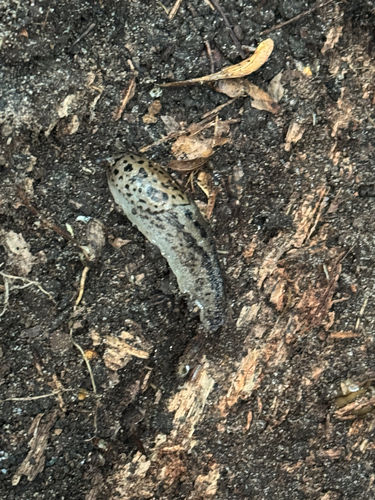 Leopard Slug