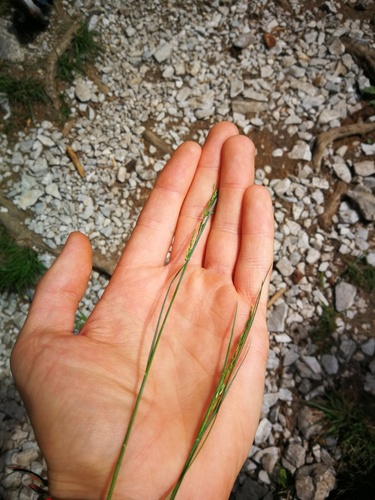 Poa stiriaca