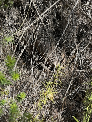 Large Psammodromus