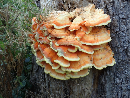 chicken of the woods