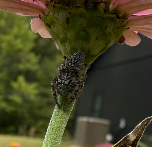 High Eyelashed Jumping Spider
