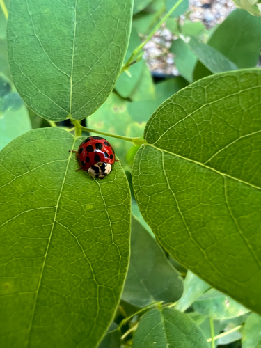Asian Lady Beetle