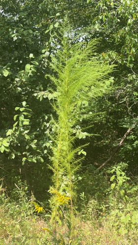 dogfennel