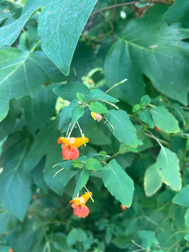 common jewelweed