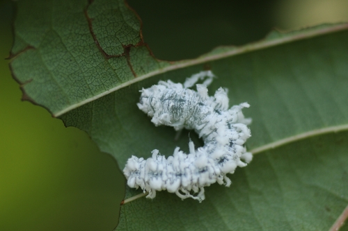 Alder Sawfly