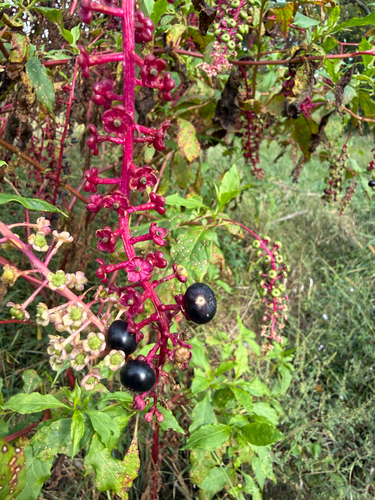 American pokeweed