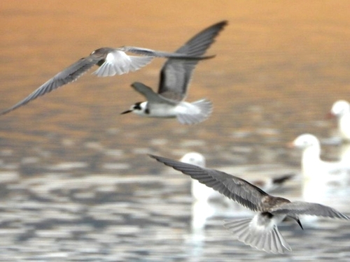 Black Tern