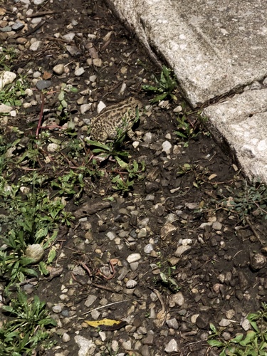 American Toad