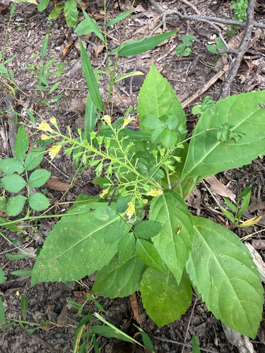 citronella horse balm