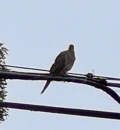 Mourning Dove
