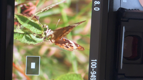 Common Buckeye
