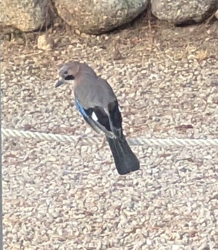 Eurasian Jay
