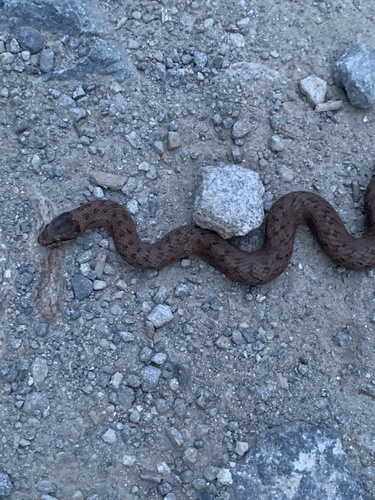 Smooth Snake