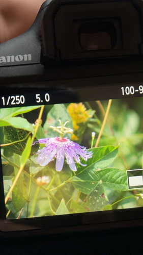 purple passionflower