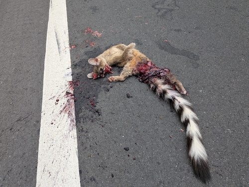 Ringtail