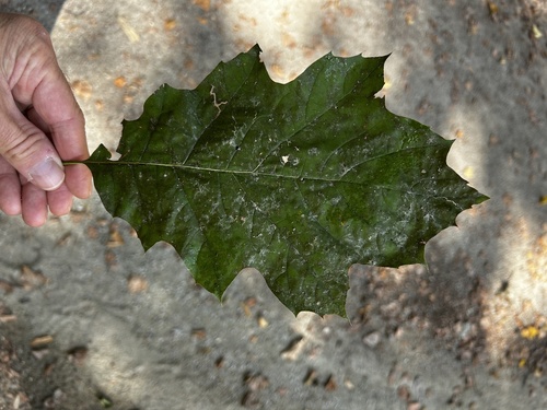 northern red oak