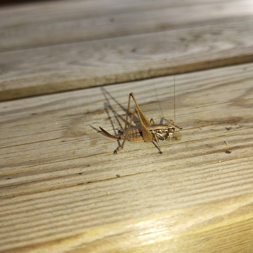 Raymond's Bush-cricket