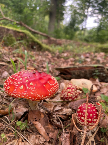 Fly Agaric