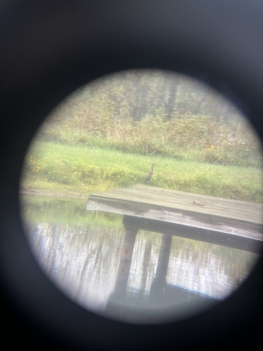 Green Heron