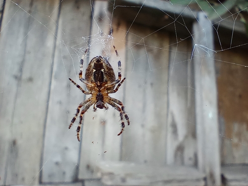 Cross Orbweaver