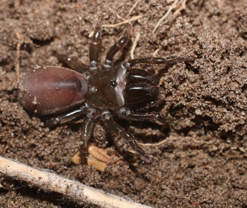 Purseweb Spider