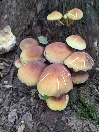 Sulphur Tuft