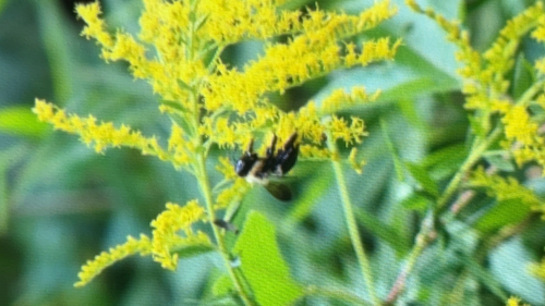 Eastern Carpenter Bee