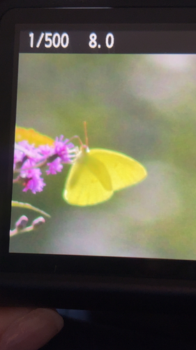 Cloudless Sulphur