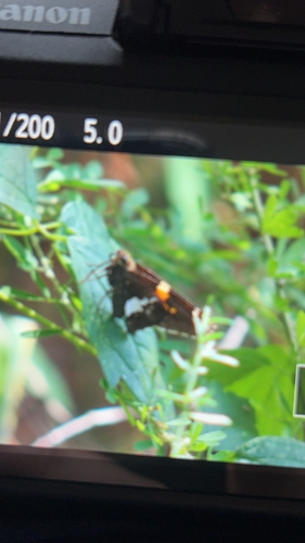 Silver-spotted Skipper