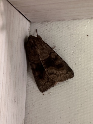 Bronzed Cutworm Moth