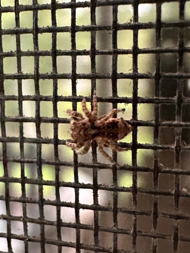 Asiatic Wall Jumping Spider