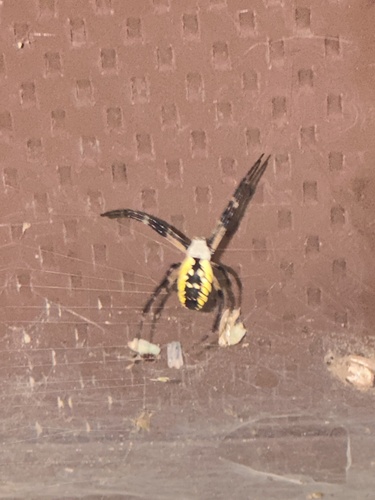 Yellow Garden Spider