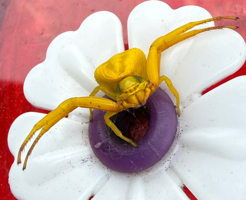 White-banded Crab Spider