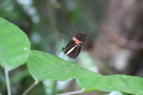 Heliconius erato phyllis