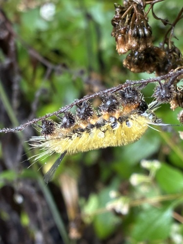 Banded Tussock Moth