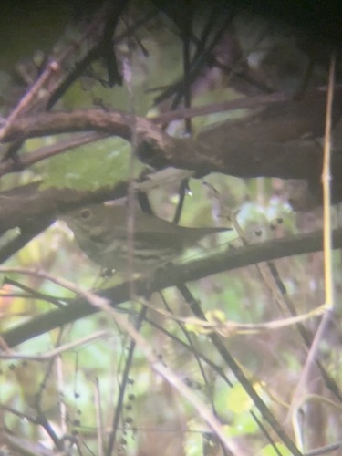 Ovenbird