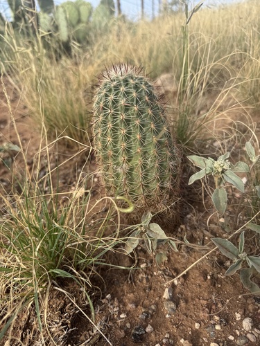 Texas Hedgehog Cactus