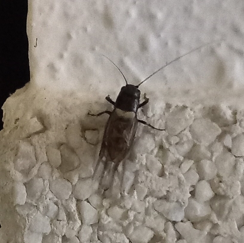 Southern Field Cricket