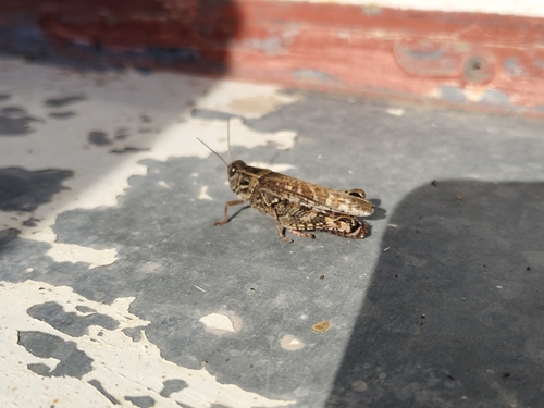 Italian locust