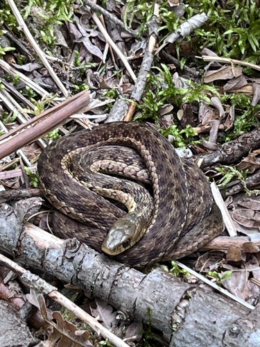 Maritime Garter Snake