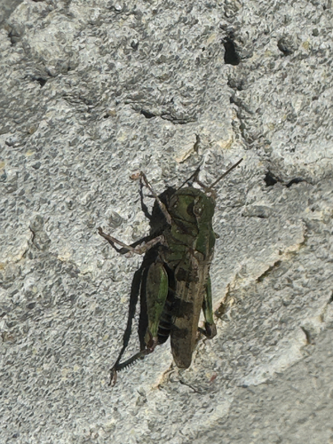 Dusky Grasshopper