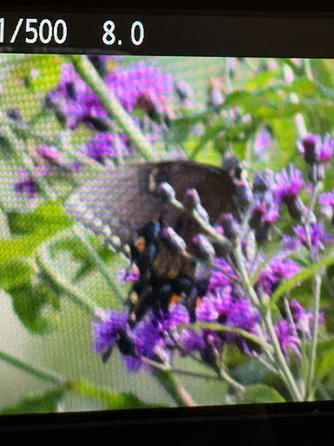 Eastern Tiger Swallowtail