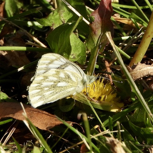 Western White