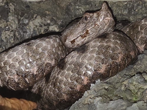 Long-nosed Viper