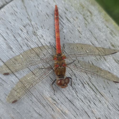 Common Darter