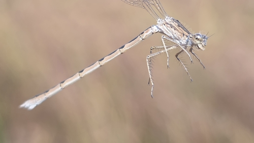 Siberian Winter Damsel