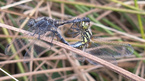 Black Meadowhawk
