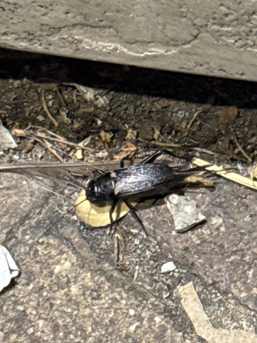 Southern Field Cricket