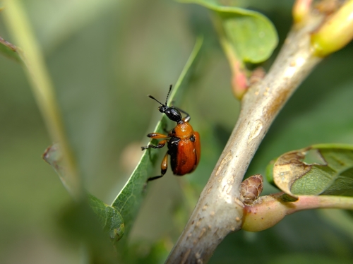 Hazel leaf-roller weevil