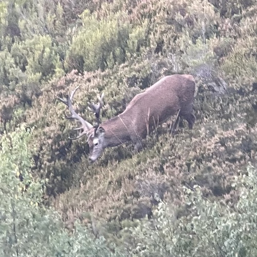 Red Deer